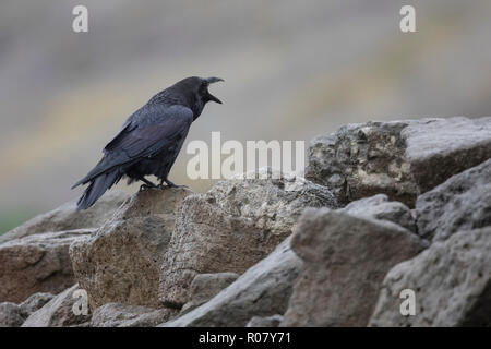 Kolkrabe, rufend Kolk-Rabe, ruft,, Kolk, Rabe, Corvus corax, grand corbeau, grand corbeau, Corbeau, le Grand Corbeau Banque D'Images