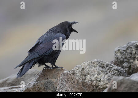 Kolkrabe, rufend Kolk-Rabe, ruft,, Kolk, Rabe, Corvus corax, grand corbeau, grand corbeau, Corbeau, le Grand Corbeau Banque D'Images