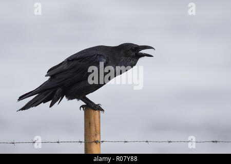 Kolkrabe, rufend Kolk-Rabe, ruft,, Kolk, Rabe, Corvus corax, grand corbeau, grand corbeau, Corbeau, le Grand Corbeau Banque D'Images