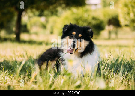 Chiot Colley tricolore, drôles, Collie Colley Long-Haired Écossais, Anglais, Collie Lassie chien jouant dans l'herbe verte Banque D'Images