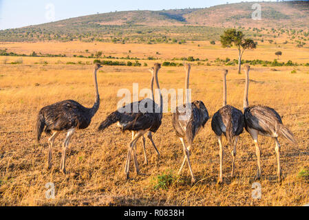 Autruches femelles dans le Masai Mara au Kenya Banque D'Images