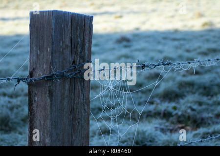 Barbed Wire Fence post avec frosty cobweb Banque D'Images