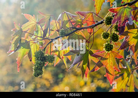 La lumière du soleil qui brille sur une branche d'un arbre liquidambar (Liquidambar styraciflua) à l'automne avec des feuilles en forme d'étoile verte et fruits hérissés Banque D'Images