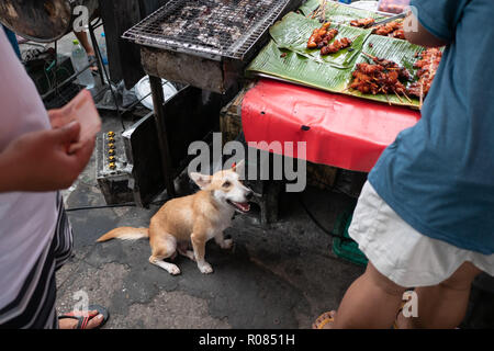 Chien errant en attente pour l'alimentation par des inconnus Banque D'Images
