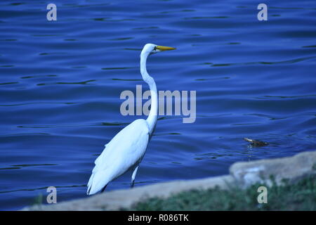 Grande Aigrette Ardea alba, de patauger dans le lac avec une tortue jusqu'en dehors de l'eau Banque D'Images