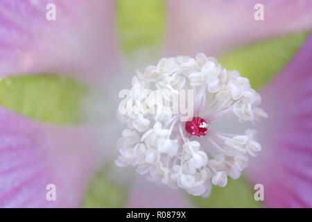 Musk mallow ou rose trémière, musk mallow, centre-fleur Banque D'Images