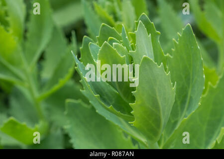 Au début du printemps, feuillage d'Orpine / Sedum telephium dans jardin situation - peut-être pour la version hybride ou de sous-espèces. Ancienne usine de fines herbes, plante médicinale. Banque D'Images