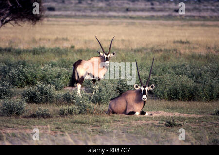 Gemsbok (Oryx gazella), Central Kalahari Game Reserve, Ghanzi, Botswana, Africa Banque D'Images