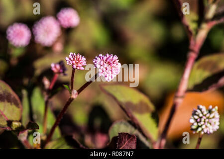 (Persicaria capitata) Banque D'Images
