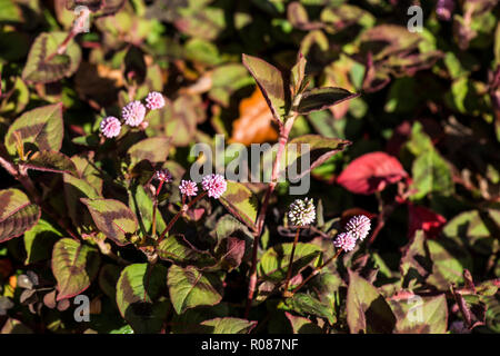 (Persicaria capitata) Banque D'Images