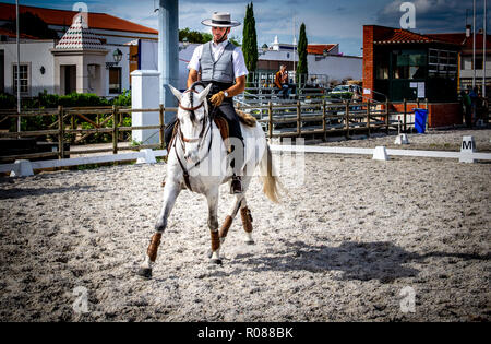 Cheval lusitanien à Golega, Portugal Banque D'Images