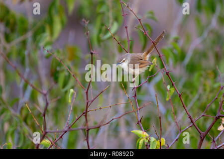 Tawny-flanquée Prinia subflava Prinia Malelane, Mpumalanga, Afrique du Sud 15 août 2018 Cisticolidae Adultes Banque D'Images