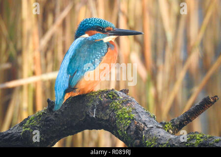 Une politique commune de Kingfisher est posé sur la branche d'un arbre Banque D'Images