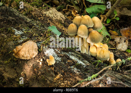 Groupe de champignons sur le sol forestier Banque D'Images