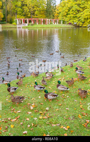 Canards au lac à l'automne dans l'escalier Banque D'Images