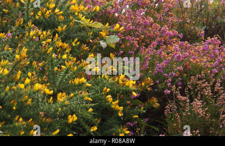 Heather rose et jaune fleurs d'ajoncs en fleur sur le littoral irlandais le long de l'Anneau du Kerry en Irlande Banque D'Images