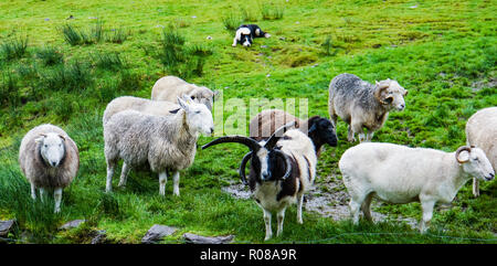 Noir et blanc d'alerte de berger irlandais regarder beaucoup de différentes races de mouton dans l'attente de l'instruction du berger Banque D'Images