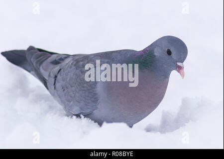 Un pigeon colombin (Columba oenas) alimentation dans des conditions de gel dans un jardin de Norfolk Banque D'Images