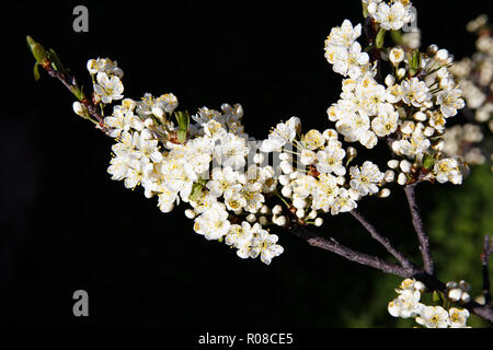 Une branche d'un Beach Plum (Prunus maritima) tree abondamment couverte de fleurs blanches. Banque D'Images