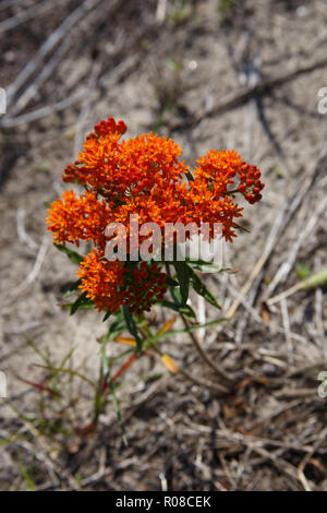 Asclepias tuberosa - une espèce d'asclépiades communément connu sous le nom de l'Asclépiade tubéreuse. Cette plante a des fleurs rouge vif et de plus en plus dans le sable. Banque D'Images