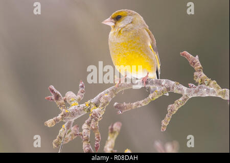 Un mâle Verdier (Carduelis chloris) alimentation dans des conditions de gel dans un jardin de Norfolk Banque D'Images