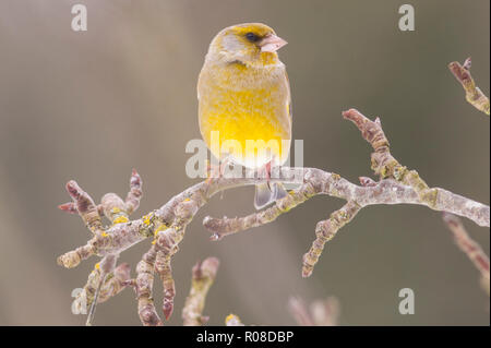 Un mâle Verdier (Carduelis chloris) alimentation dans des conditions de gel dans un jardin de Norfolk Banque D'Images