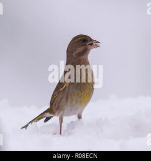 Une femelle Verdier (Carduelis chloris) alimentation dans des conditions de gel dans un jardin de Norfolk Banque D'Images