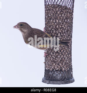 Une femelle Verdier (Carduelis chloris) alimentation dans des conditions de gel dans un jardin de Norfolk Banque D'Images