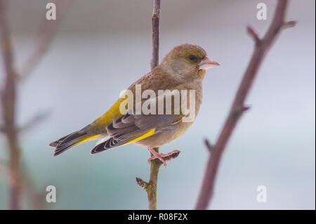 Un mâle Verdier (Carduelis chloris) alimentation dans des conditions de gel dans un jardin de Norfolk Banque D'Images