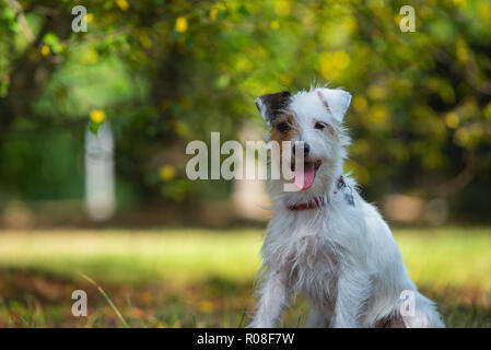 Portrait d'un Parson Russell Terrier dans un parc de la ville Banque D'Images