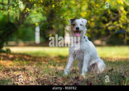 Parson Russell Terrier assis dans un parc de la ville Banque D'Images