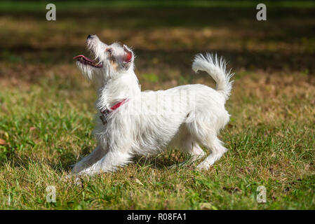 Parson Russell Terrier faisant un arc Banque D'Images