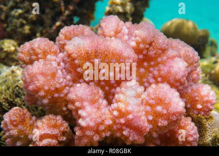 Chou-fleur rose corail pocillopora close-up sous l'eau, l'océan Pacifique sud, la Polynésie Française Banque D'Images