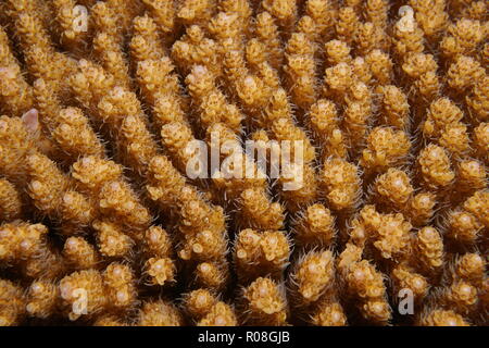 Acropora hyacinthus Table coral, close-up, sous l'océan Pacifique, Tahiti, Polynésie Française Banque D'Images