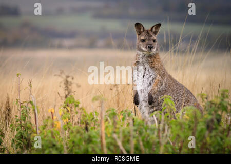 Red-necked wallaby de Bennett ou wallaby (Macropus rufogriseus) dans la zone, looking at camera Banque D'Images