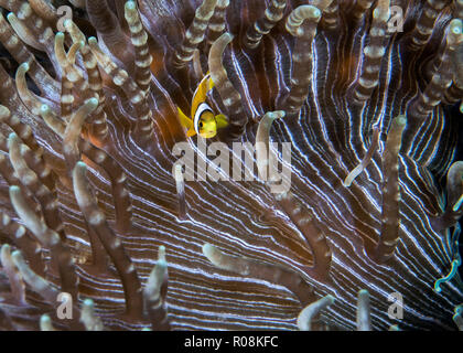 Cherche refuge chez les jeunes poissons clowns-perlés tentacules de l'anémone Heteractis aurora (l'hôte. Ambon en Indonésie. 2015 Banque D'Images