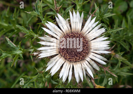 Chardon Carlina acaulis (argent), Oytal, près d'Oberstdorf, Alpes d'Allgäu, Oberallgäu, Allgäu, Bavière, Allemagne Banque D'Images