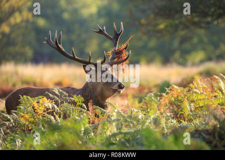 Un mâle Red Deer stag beuglant pendant le rut Banque D'Images