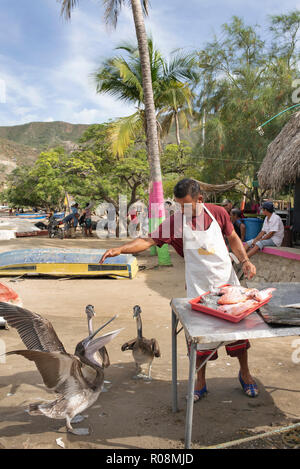 L'éviscération pêcheur poisson frais pour la vente, pendant ce temps, les pélicans chauds demandent à être nourris. La vie côtière dans Taganga, Santa Marta, Colombie. Sep 2018 Banque D'Images
