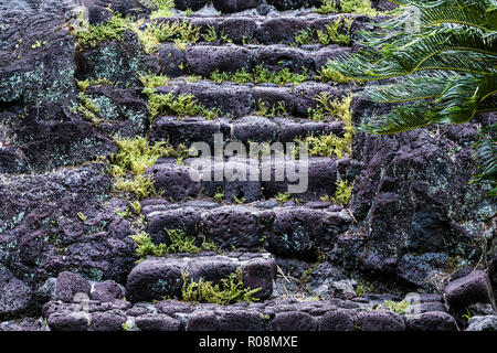 Escaliers fabriqués à partir de roche volcanique locale à Hilo, Hawaii. Les pierres sont altérés et arrondis ; les fougères commencent à croître dans les fissures. Palmier à droite o Banque D'Images