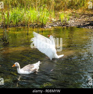 Deux canards nager dans la rivière. Canard blanc nage avec les ailes déployées. Banque D'Images