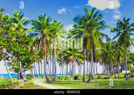Un sentier sinueux qui mène à travers une palmeraie près de la mer des Caraïbes. Las Galeras, Samana, République Dominicaine Banque D'Images