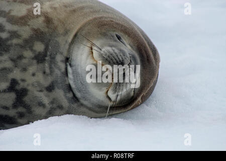 Close-up d'un Phoque de Weddell avec ses yeux fermés détente sur la glace de la péninsule Antarctique Banque D'Images