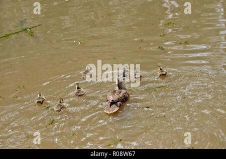 Il s'agit d'une famille d'une cane et ses canetons piscine Banque D'Images