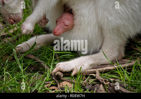 C'est un gros plan d'un enfant albinos joey dans sa poche kangourou mères Banque D'Images