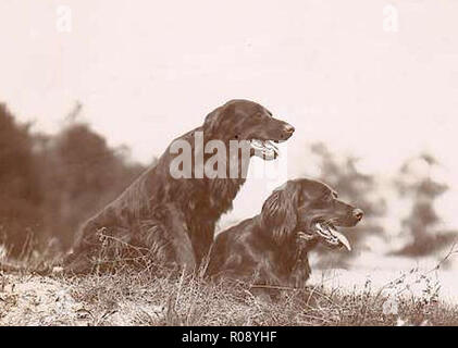 Vintage photo d'un chien Banque D'Images