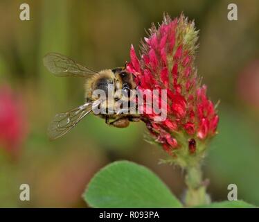 Une abeille pollinisant un trèfle incarnat wildflower sur une journée de printemps venteux à Houston, TX. Banque D'Images