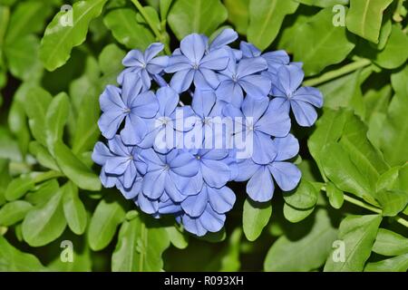 La floraison d'une plante (Plumbago Bleu Plumbago auriculata). Un arbuste très populaires, elles ornent de nombreux jardins. Ils ont l'air très joli en bleu. Banque D'Images