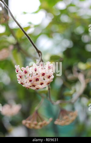 Hoya carnosa, la fleur de porcelaine ou d'usine de cire - Allan Gardens Conservatory, Toronto, Ontario, Canada. Banque D'Images