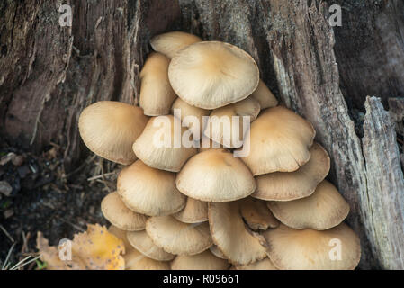 Hypholoma fasciculare, soufre touffe, unedible macro champignons Banque D'Images